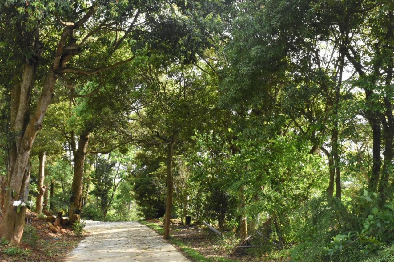 巨缿民宿巨象民宿 Sanyi Exterior photo